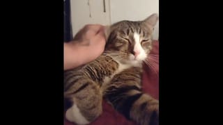Cute Kitten makes the best Friend
