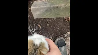 Sexy Cats . Fight Kitties