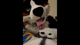 One Night with ManedStripes - Pornhub Gay