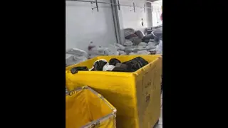 Squirt at the Laundry where I Work