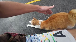Bangkok Cat. Thailand