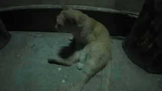 Bangkok, Thailand. Night Cats