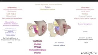 Female Anatomy and Homology