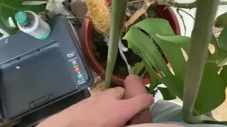 When the Toilet is Down, I Water the Office Tree.