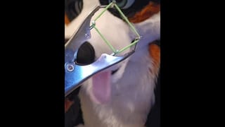Elastrator Play with @AngryBarks Good Boys get Neutered! - Pornhub Gay