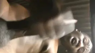 LOUD MOANING JAMAICAN MAN STROKING HIS BI BLACK COCK