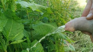 Peeing on a Summer Evening - Pornhub Gay