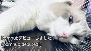 There was a Sexy Cat at my Feet